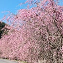 紅八重枝垂れ桜