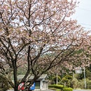 八重桜